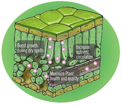 PRODUCT-FoliarSpray-leaf-cross-section Leaf Cross Section