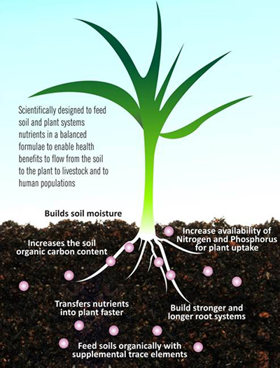 Health benefits flow from the soil to the plant