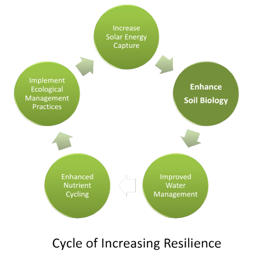 Cycle of Increasing Resilience