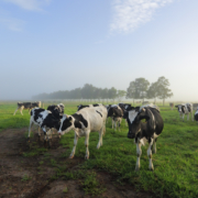 Dairy pasture in Brundee, Australia