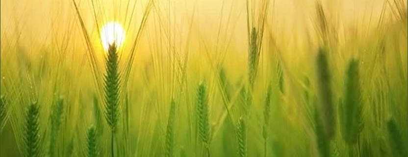 Biofertilizers Liquid Formulations